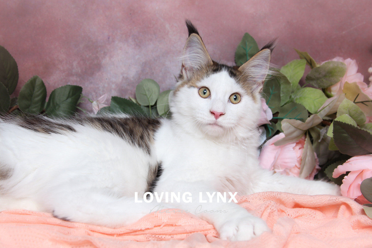 Amir, Brown Spotted Tabby With White, Maine Coon