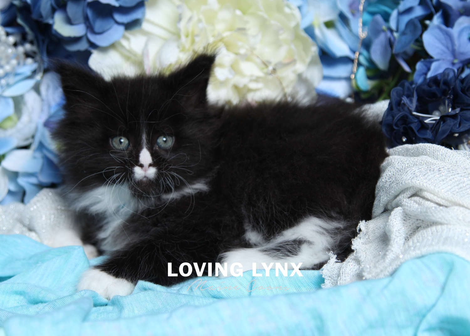 Maine Coon Kitten, Mercedes 