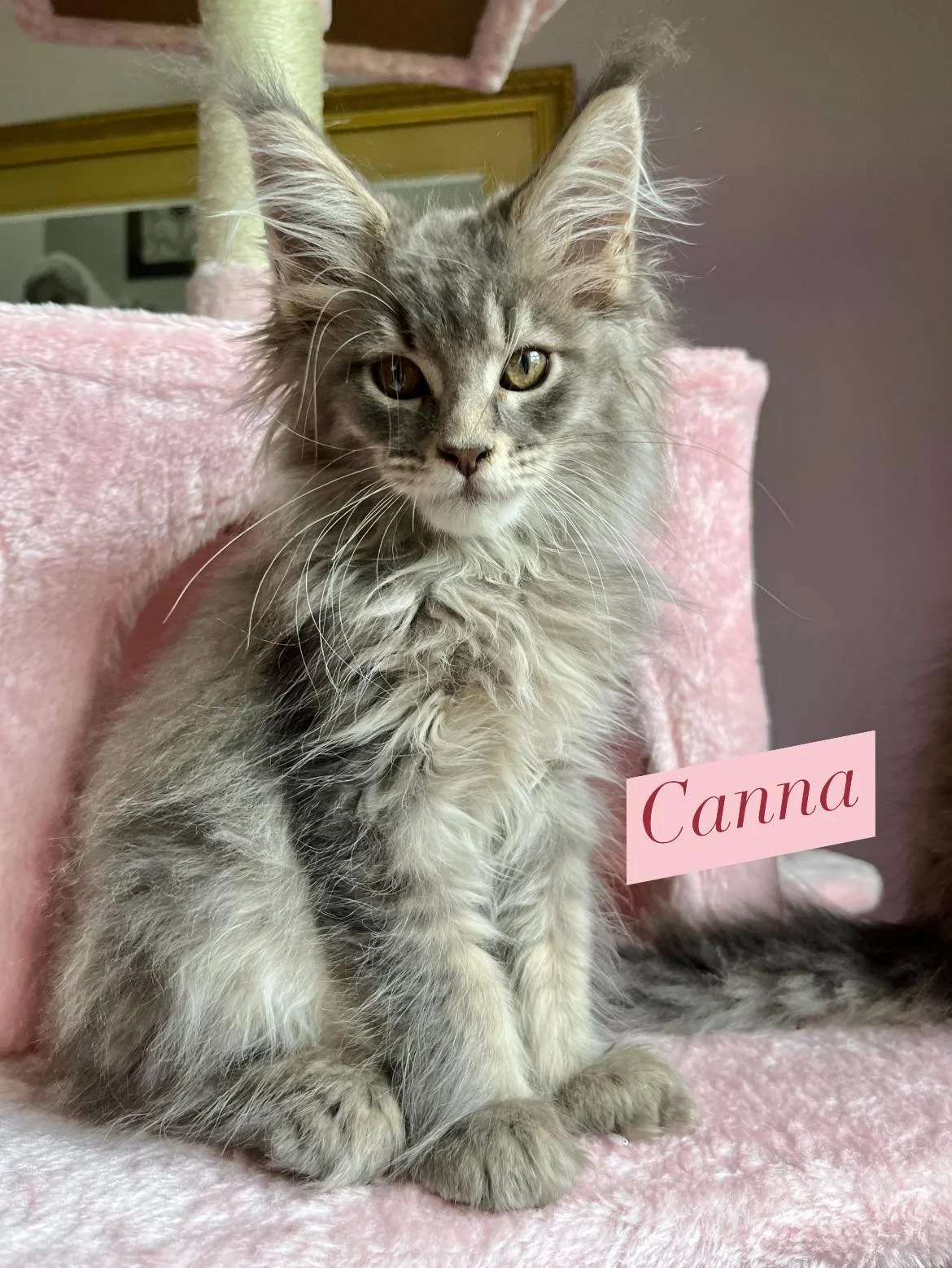 Maine Coon Kitten, Canna