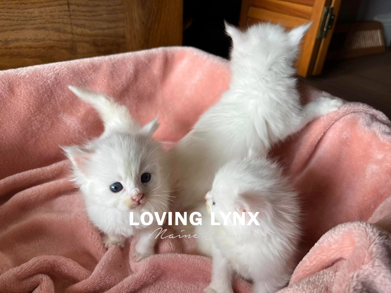 buy maine coon cat