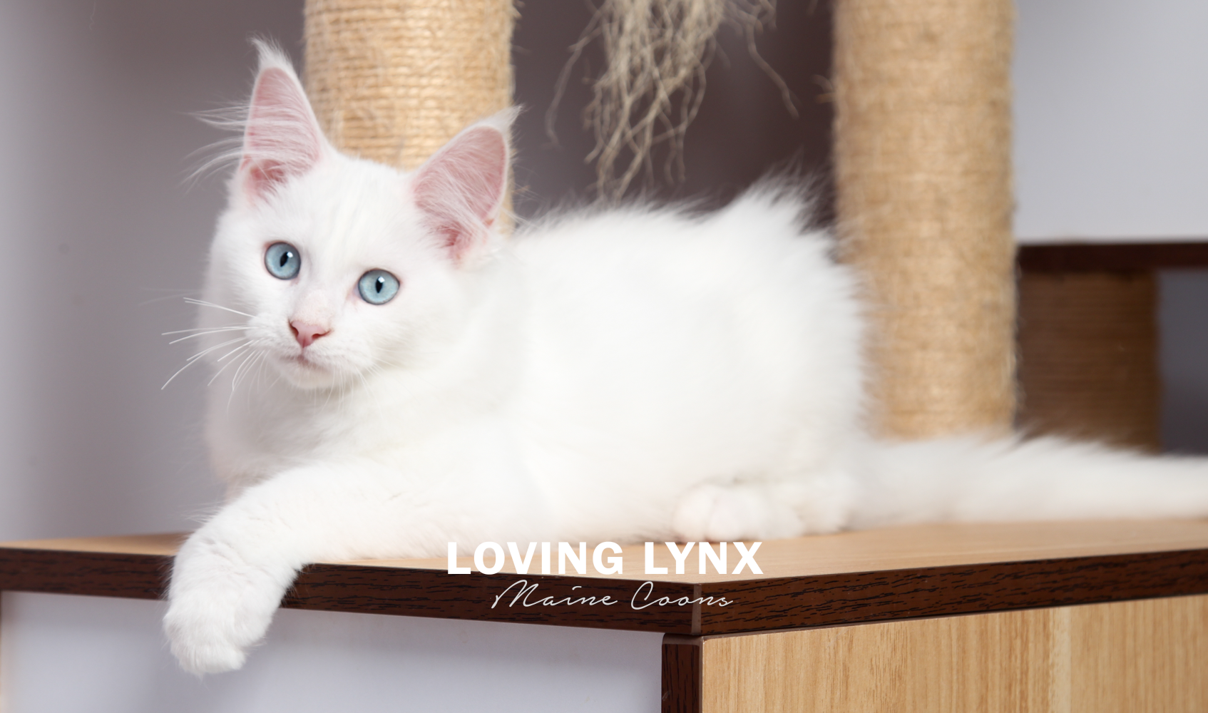 Maine Coon Kitten, Mothera