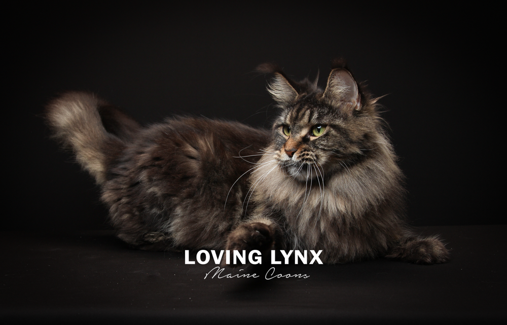 lovinglynxmainecoons-22.PNG