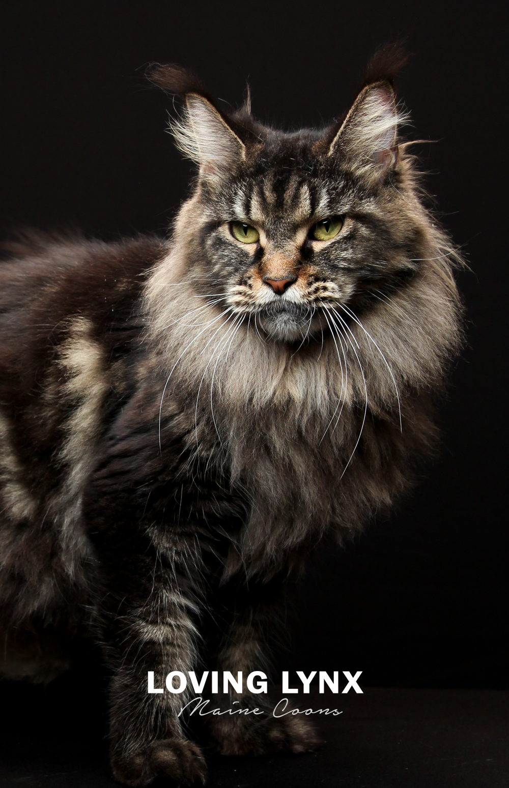 lovinglynxmainecoons-25.PNG