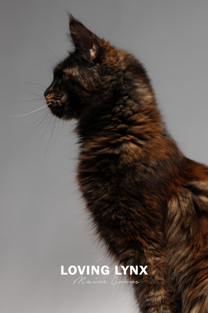 lovinglynxmainecoons-97.PNG