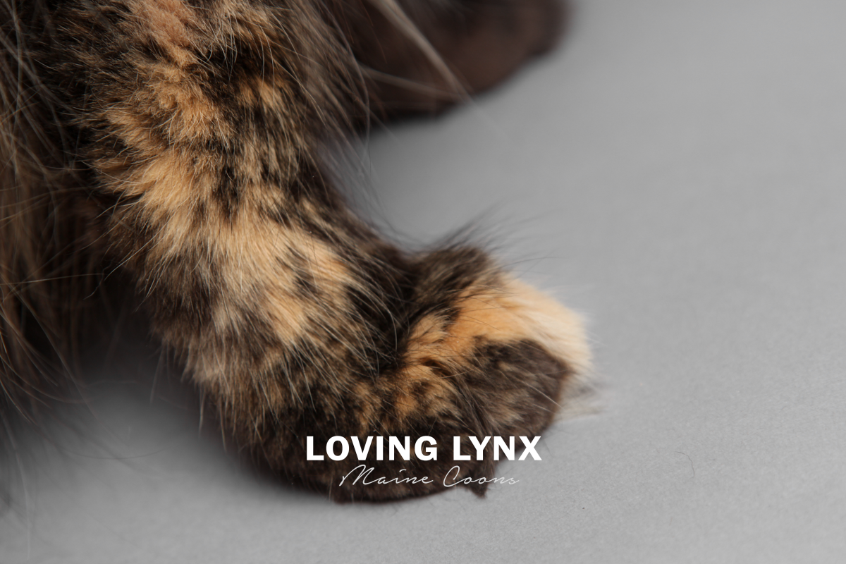 lovinglynxmainecoons-98.PNG