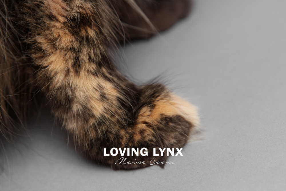 lovinglynxmainecoons-98.PNG