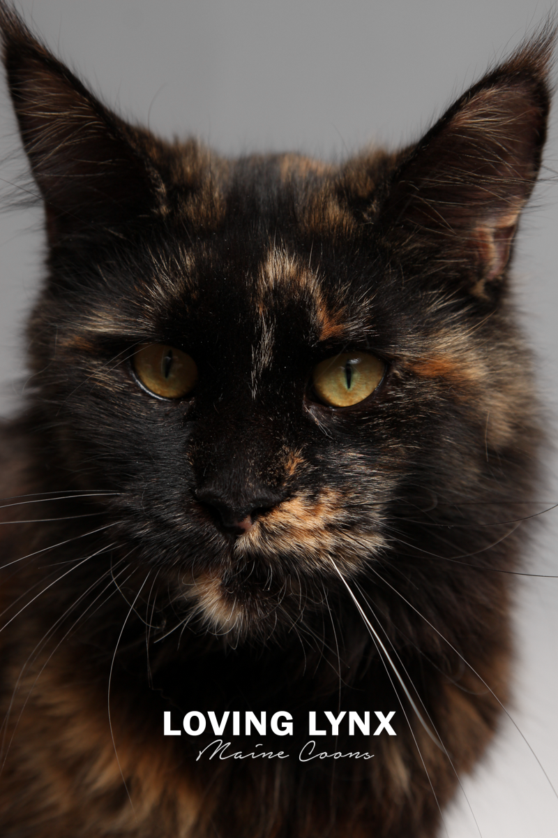 lovinglynxmainecoons-99.PNG