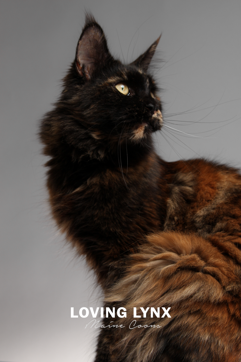 lovinglynxmainecoons-100.PNG