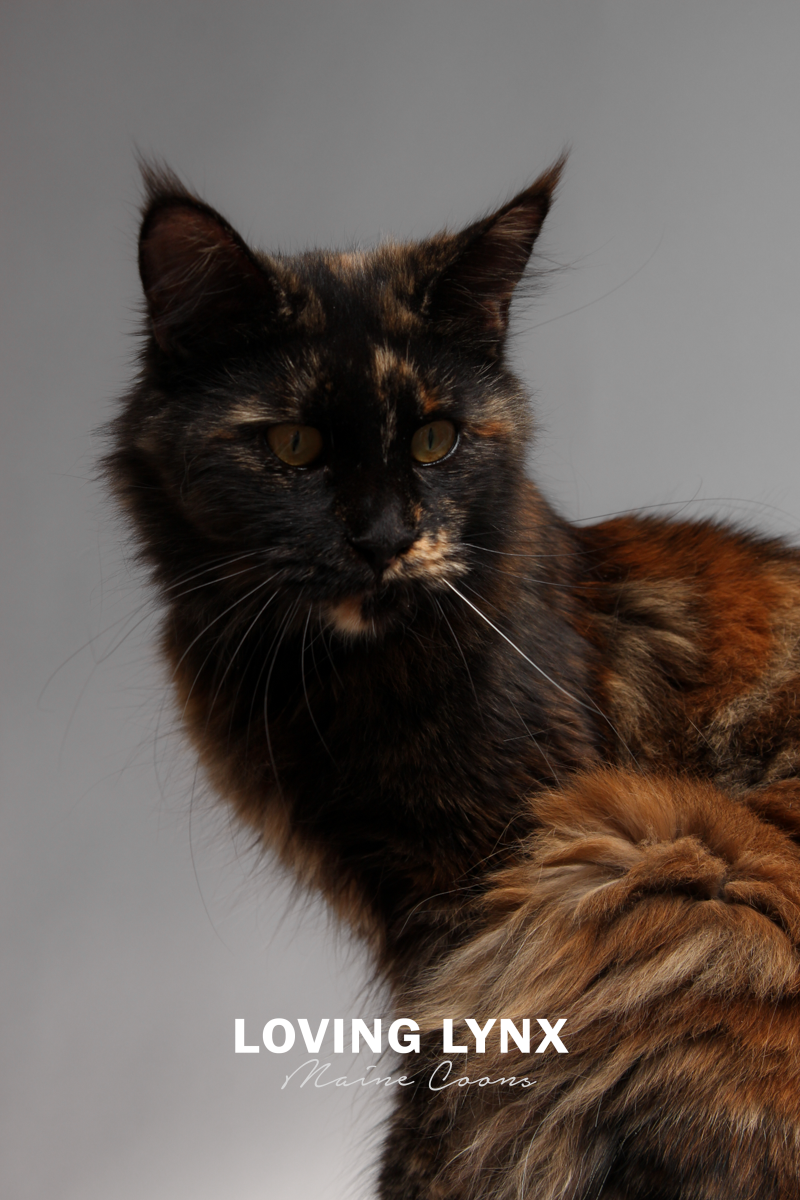 lovinglynxmainecoons-102.PNG