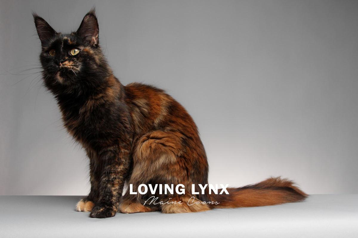 lovinglynxmainecoons-103.PNG