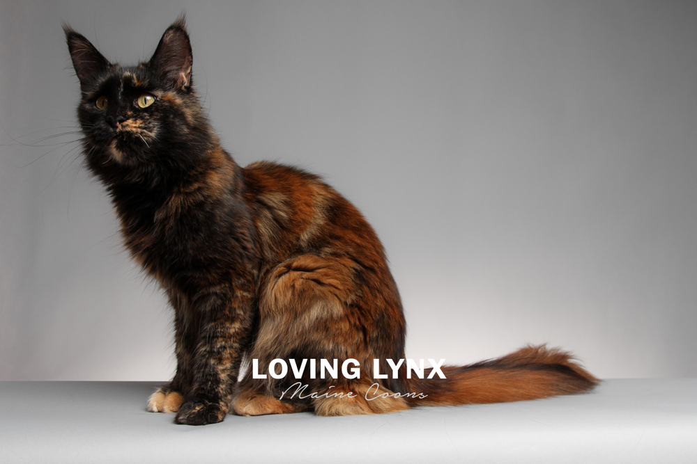 lovinglynxmainecoons-103.PNG