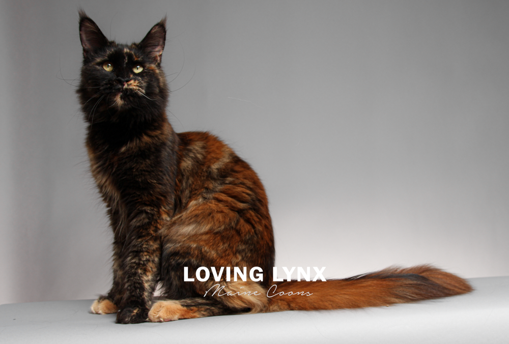 lovinglynxmainecoons-104.PNG