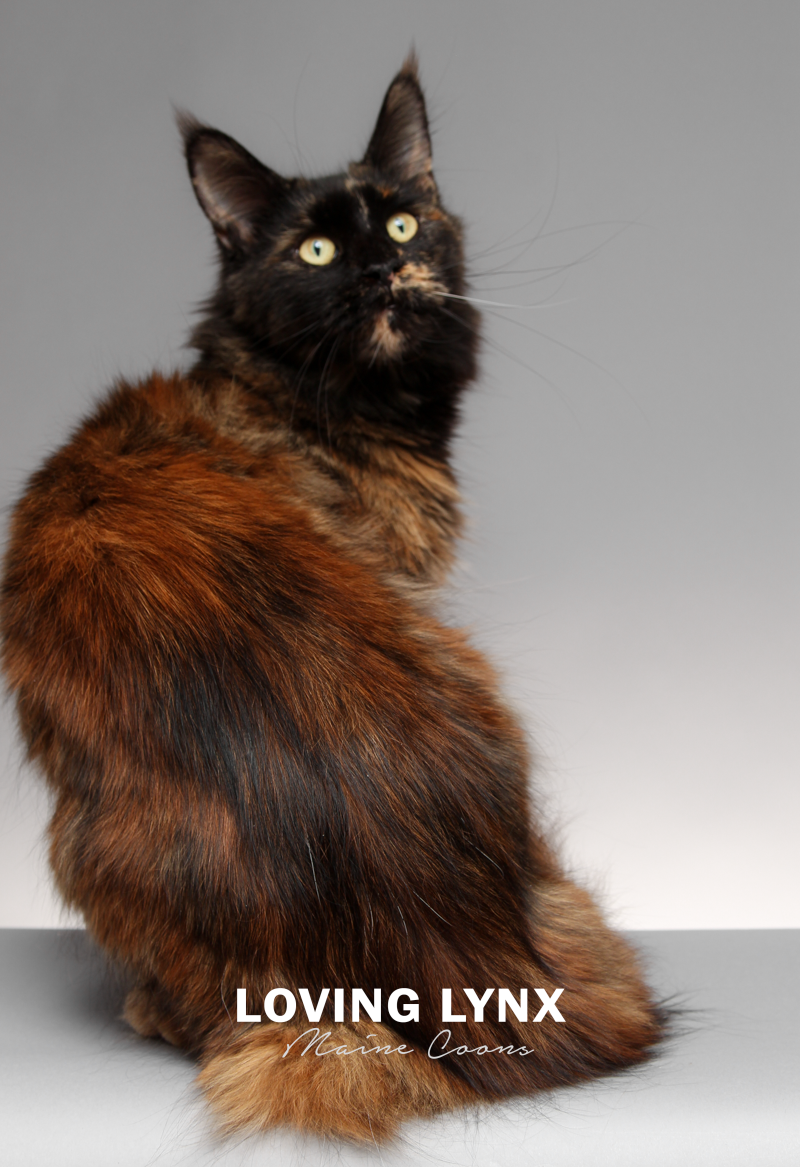 lovinglynxmainecoons-89.PNG