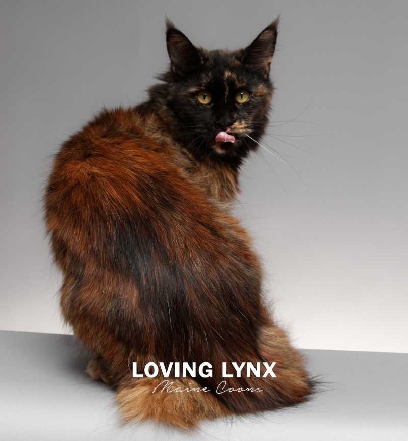 lovinglynxmainecoons-90.PNG