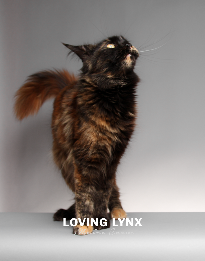 lovinglynxmainecoons-91.PNG