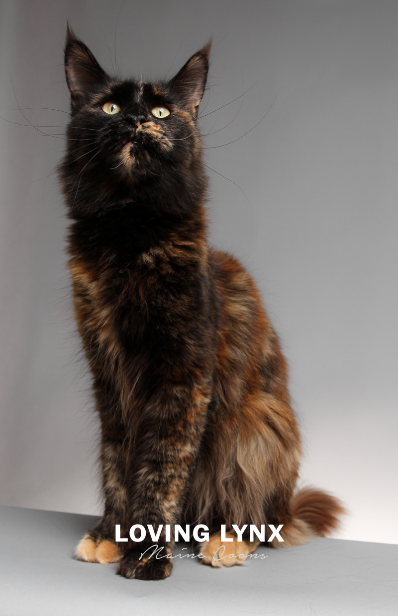 lovinglynxmainecoons-92.PNG
