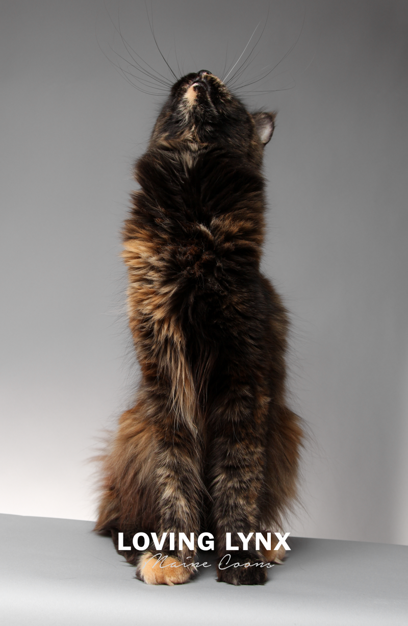 lovinglynxmainecoons-93.PNG