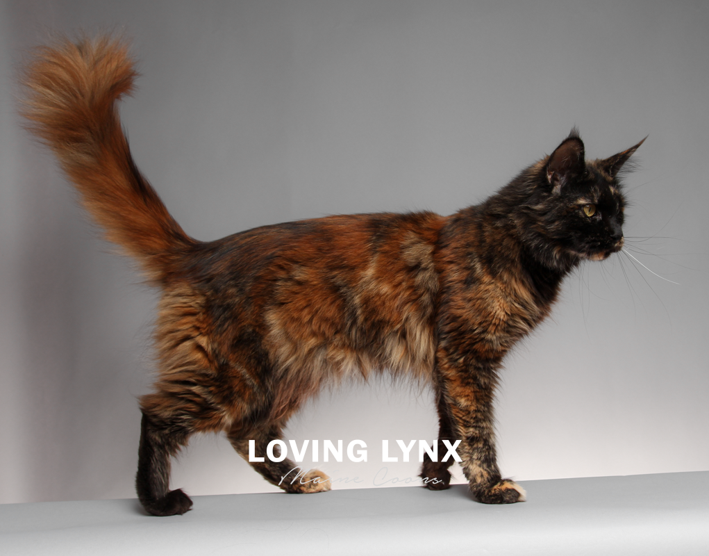 lovinglynxmainecoons-94.PNG