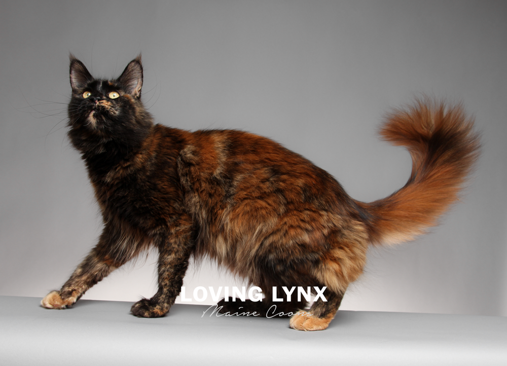 lovinglynxmainecoons-95.PNG