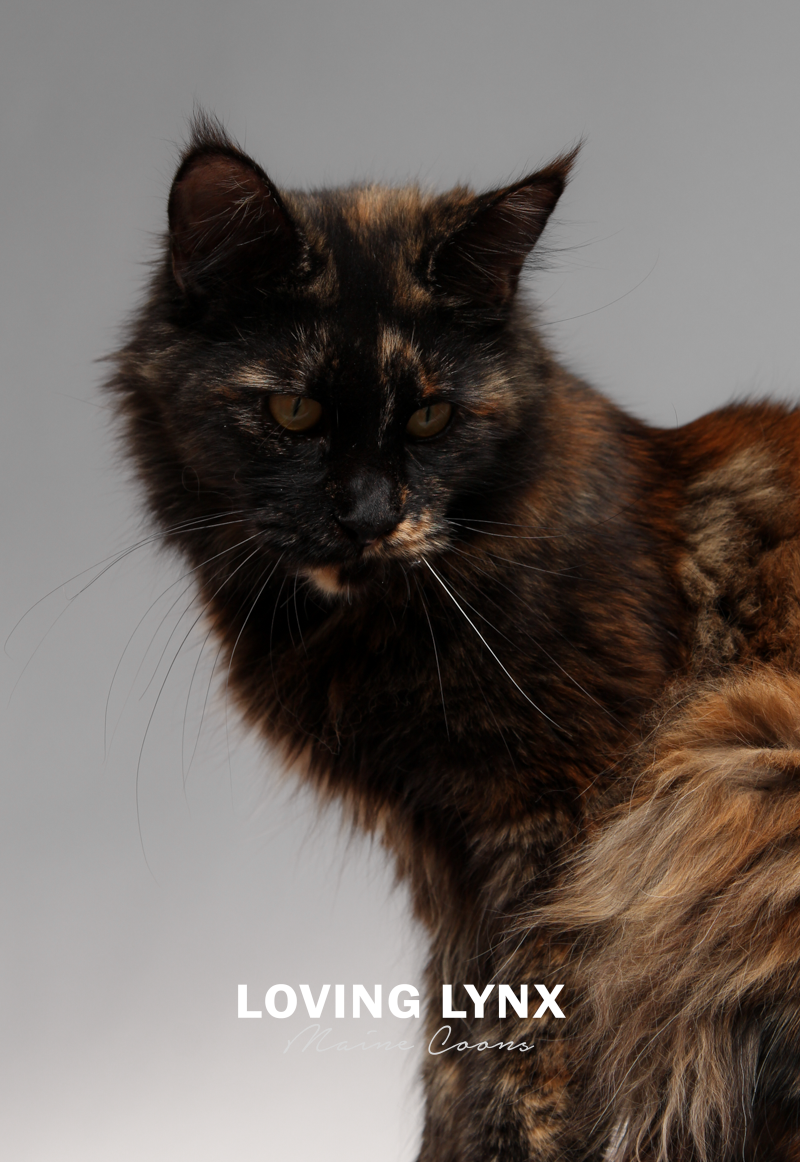 lovinglynxmainecoons-96.PNG