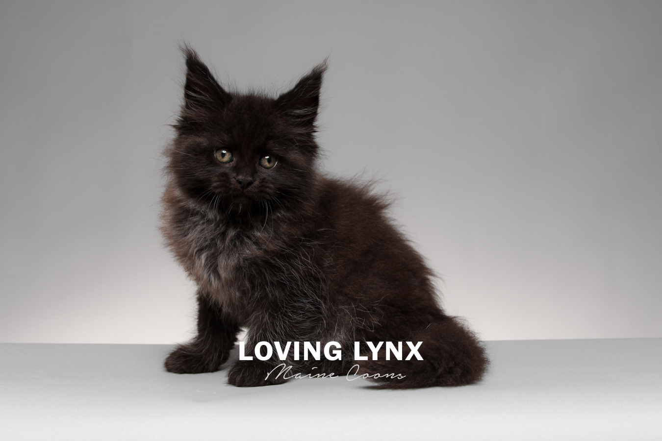 gomez-lovinglynxmainecoons-7.PNG
