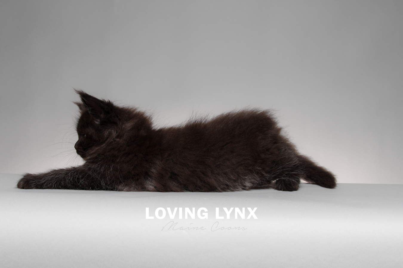 gomez-lovinglynxmainecoons-14.PNG