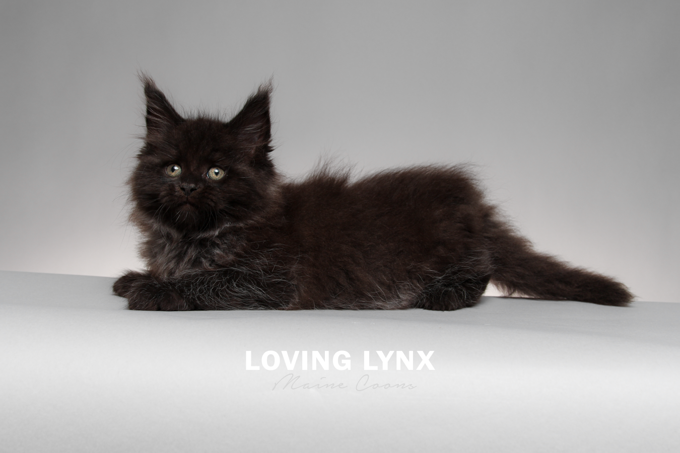 gomez-lovinglynxmainecoons-15.PNG