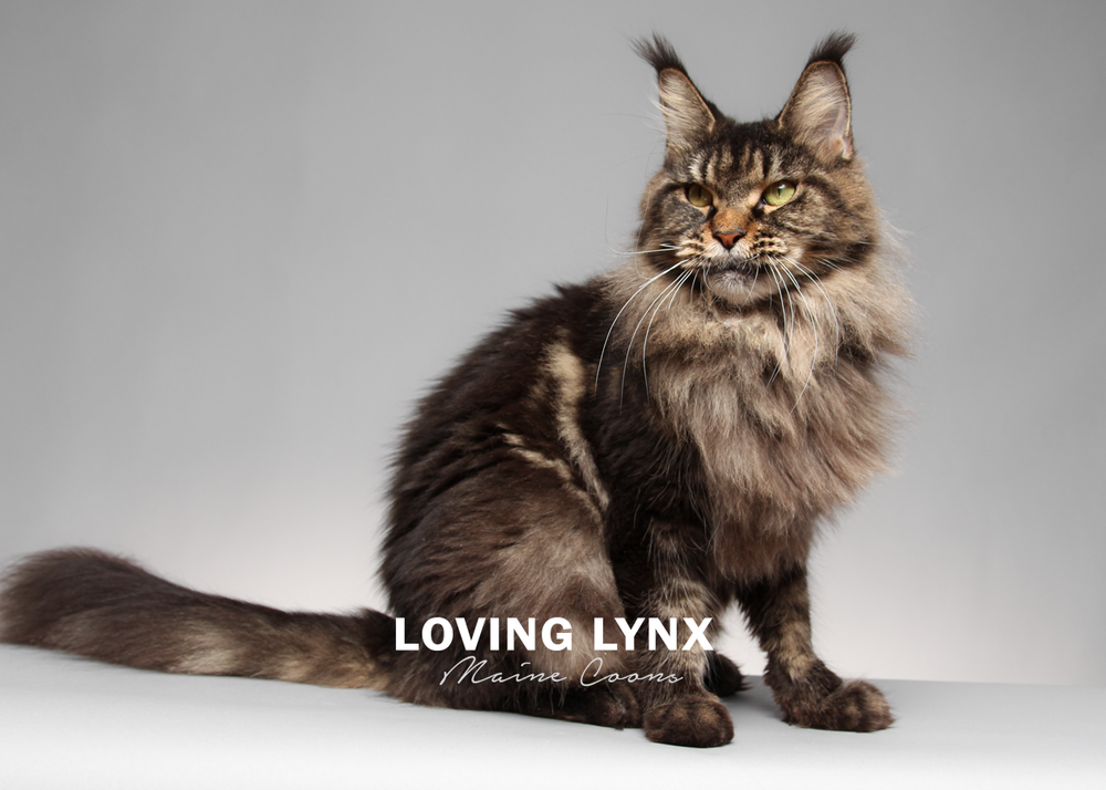 maleficent-lovinglynxmainecoons-3.PNG