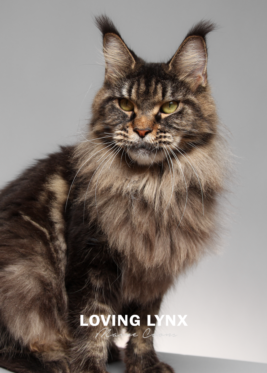 maleficent-lovinglynxmainecoons-6.PNG