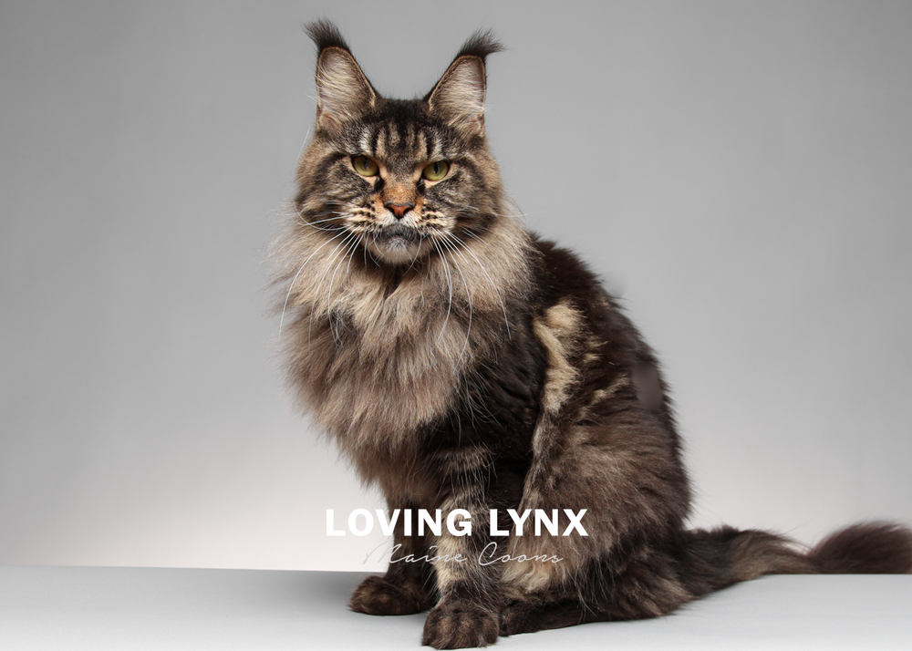 maleficent-lovinglynxmainecoons-7.PNG