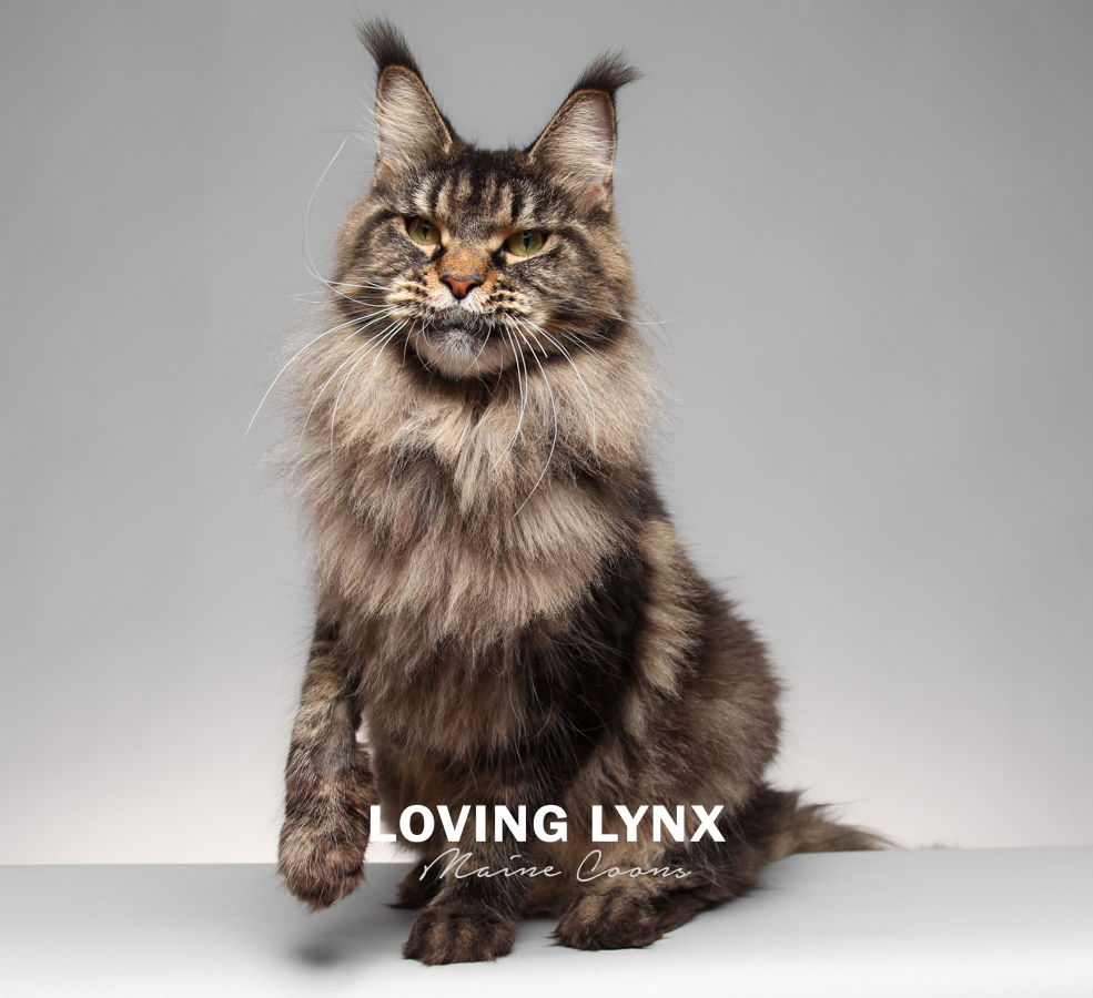 maleficent-lovinglynxmainecoons-8.PNG