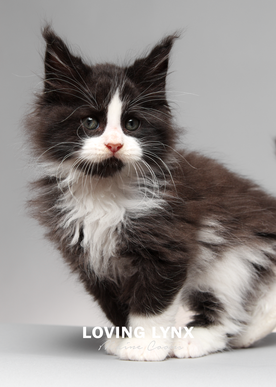 Maine Coon Kitten, Jack Skellington