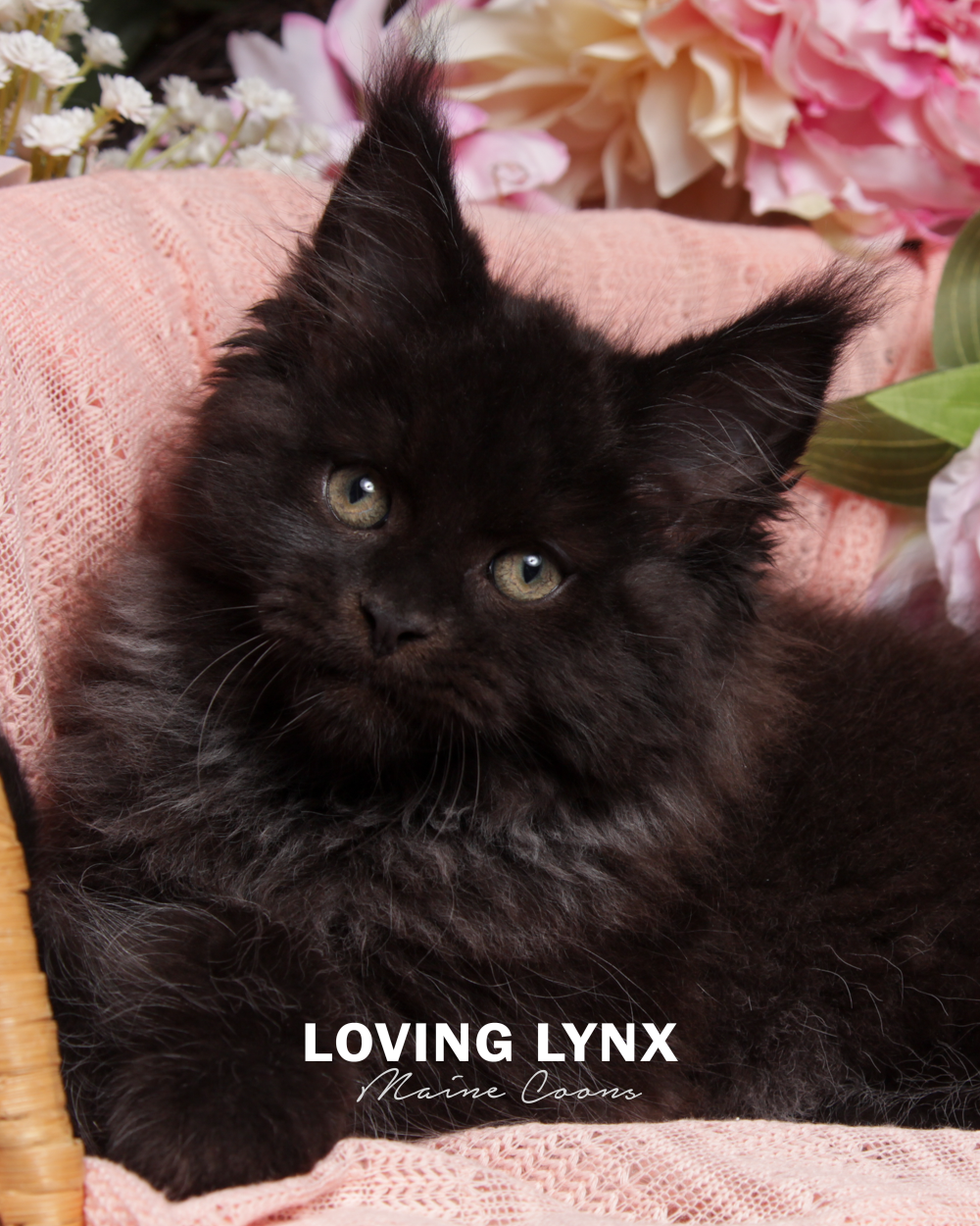 Gomez Addams - Solid Black Main Coon Kitten
