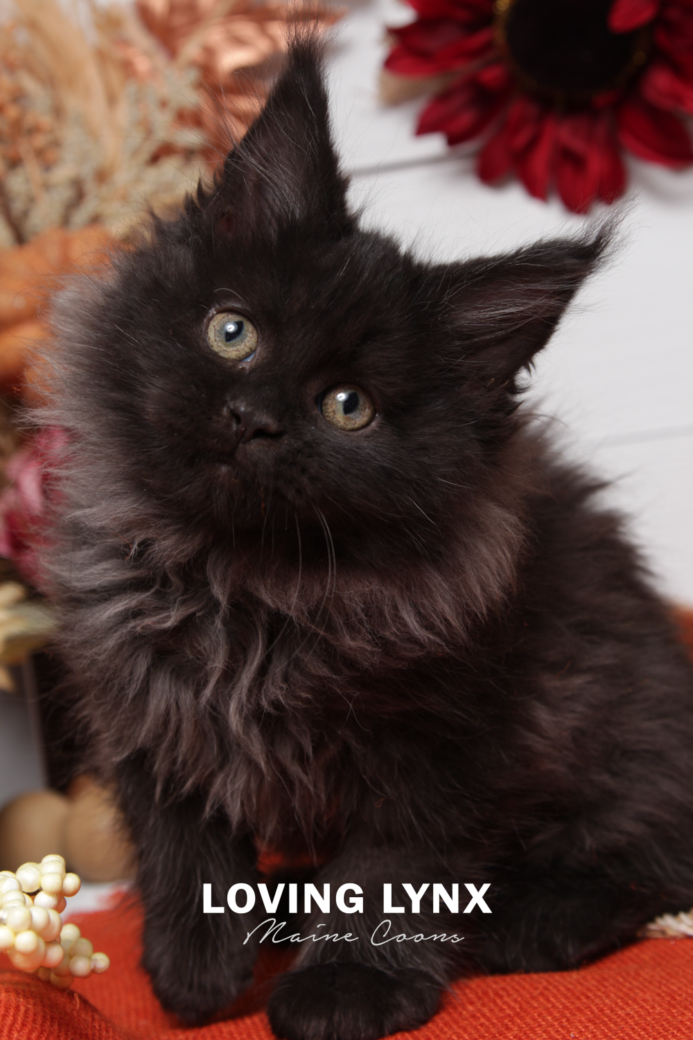 Maine Coon Kitten, Morticia