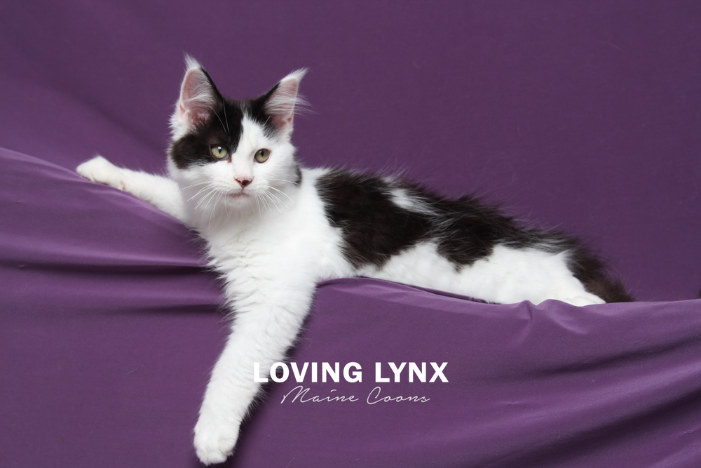 lovinglynxmainecoons-73.PNG