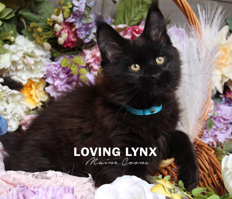maine-coon-kitten-12.PNG