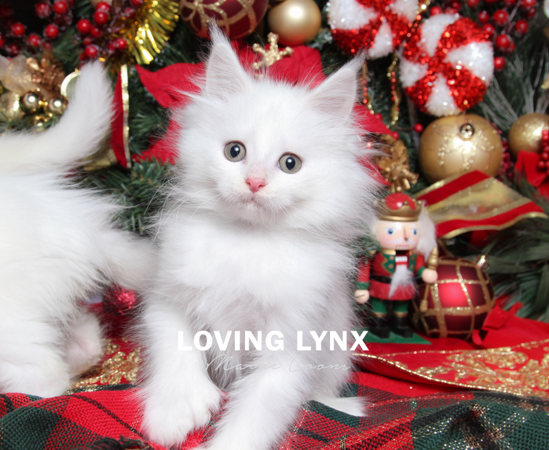 lovinglynxmainecoons-36.PNG