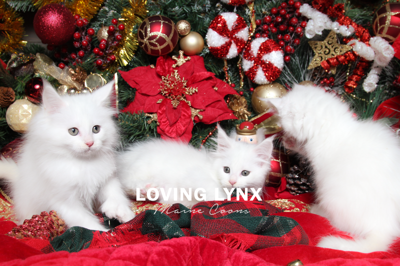 lovinglynxmainecoons-50.PNG