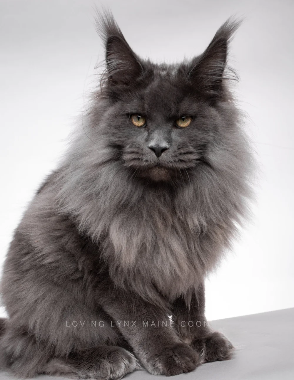 Solid Blue Maine Coon