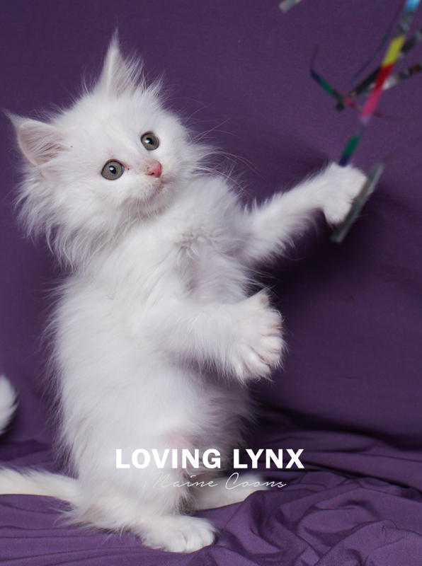 lovinglynx-38.PNG