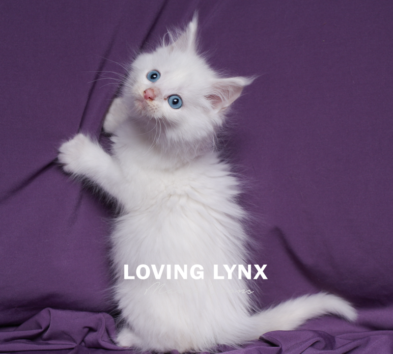 lovinglynx-40.PNG