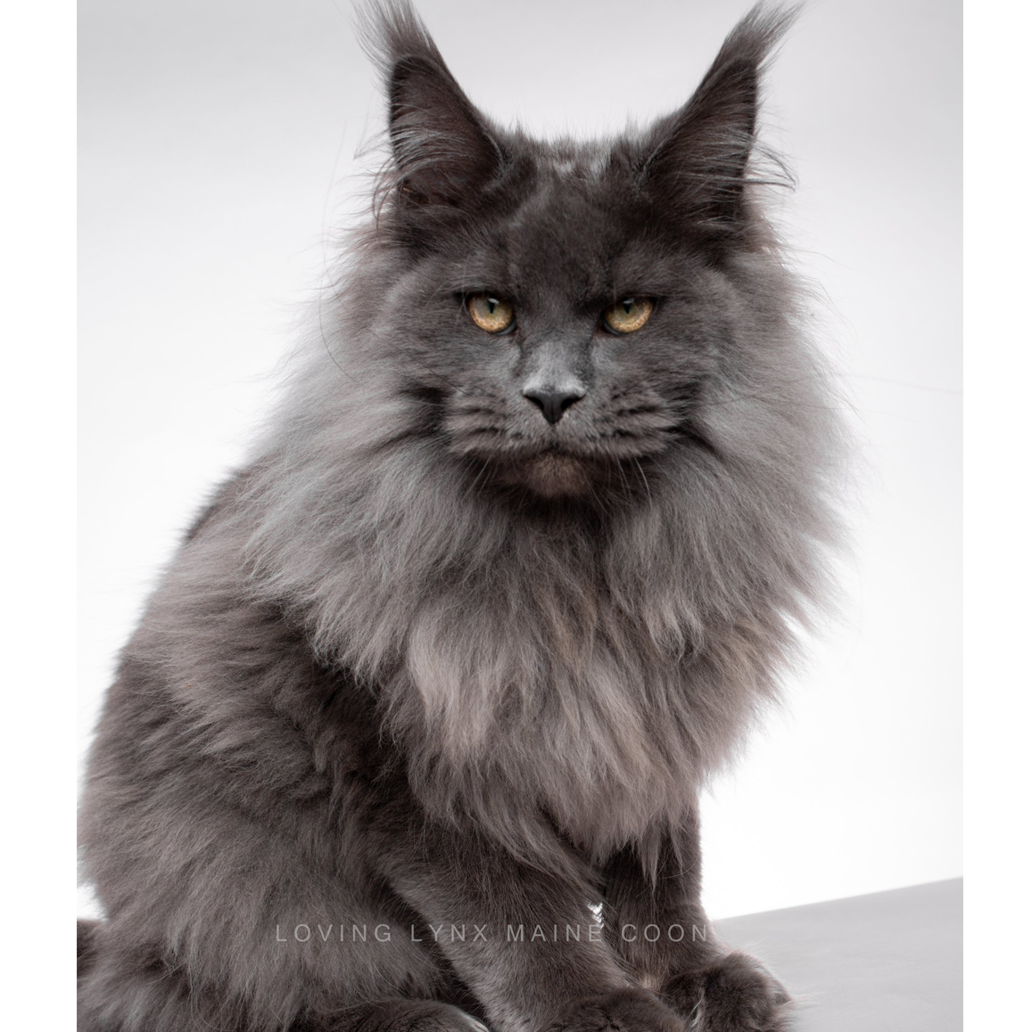 Blue Maine Coon Cat Blue Maine Coon Cat