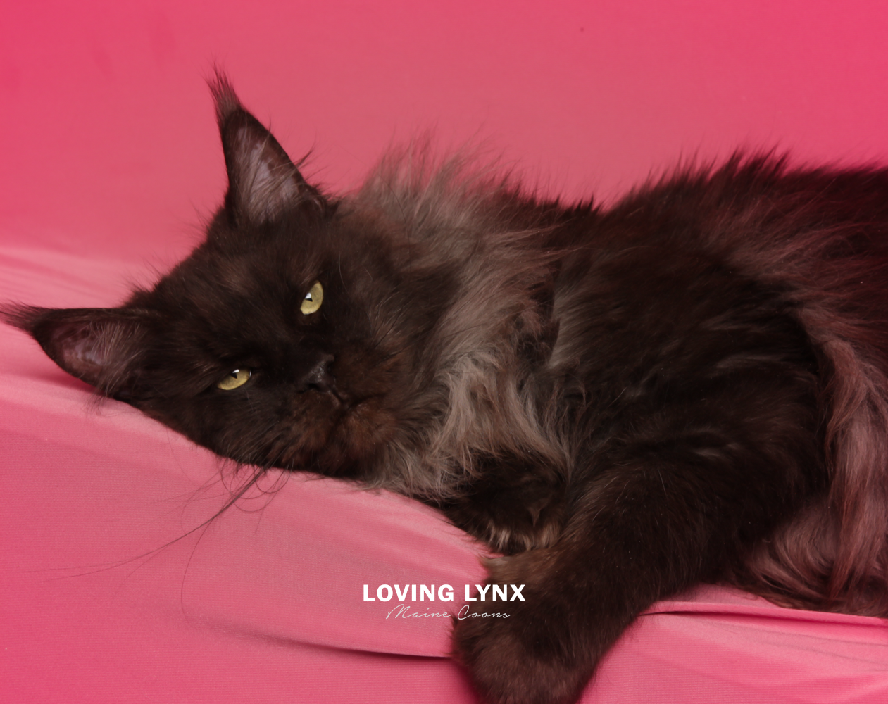 loving.lynx.maine.coons-89.PNG