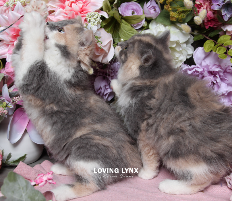 loving.lynx.maine.coon.kittens.2025-116.PNG