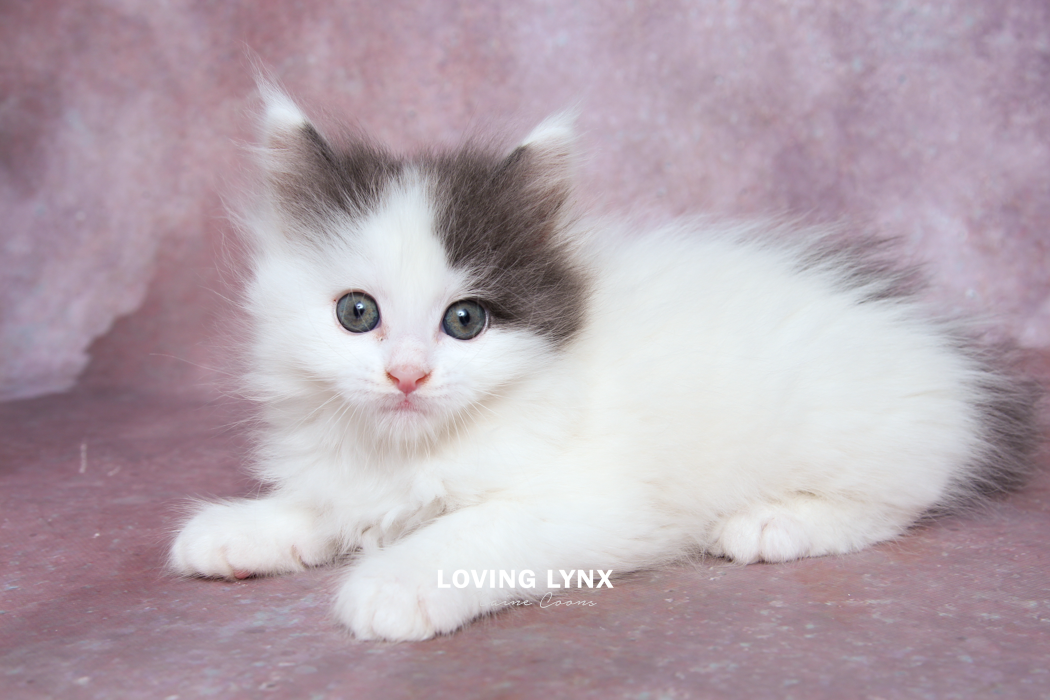 loving.lynx.maine.coon.kittens.2025-126.PNG