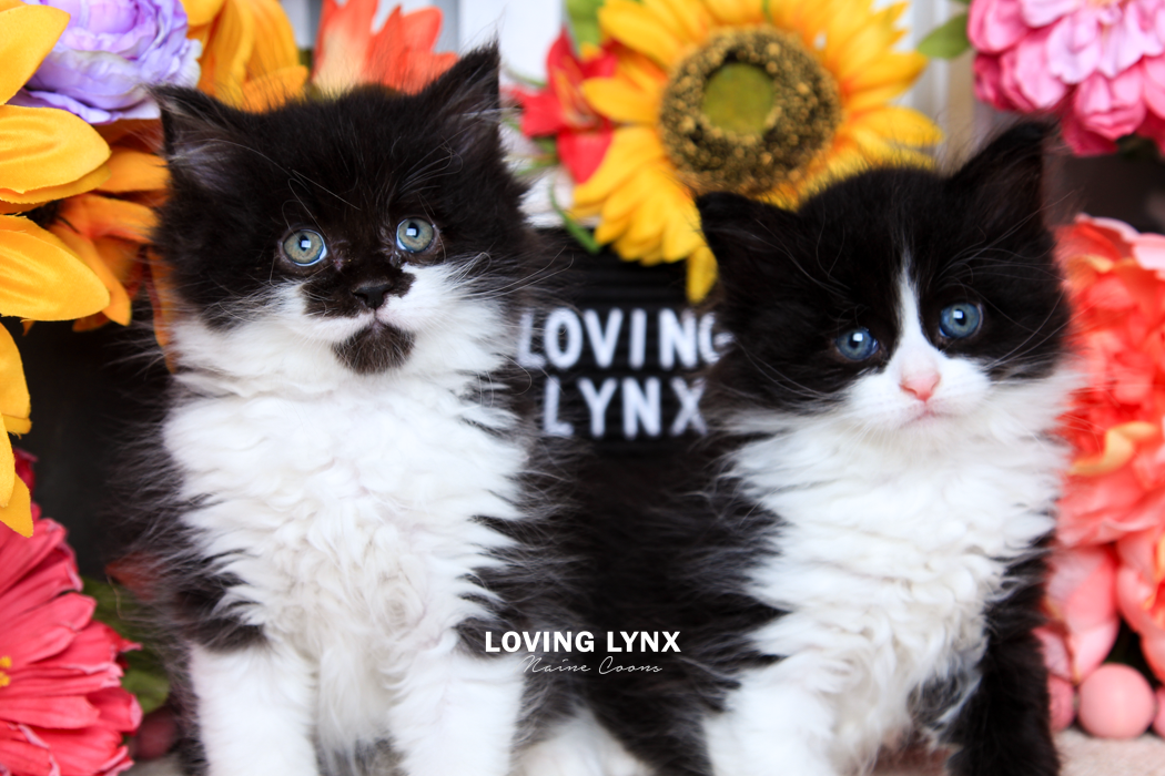 loving.lynx.maine.coon.kittens.2025-10.PNG