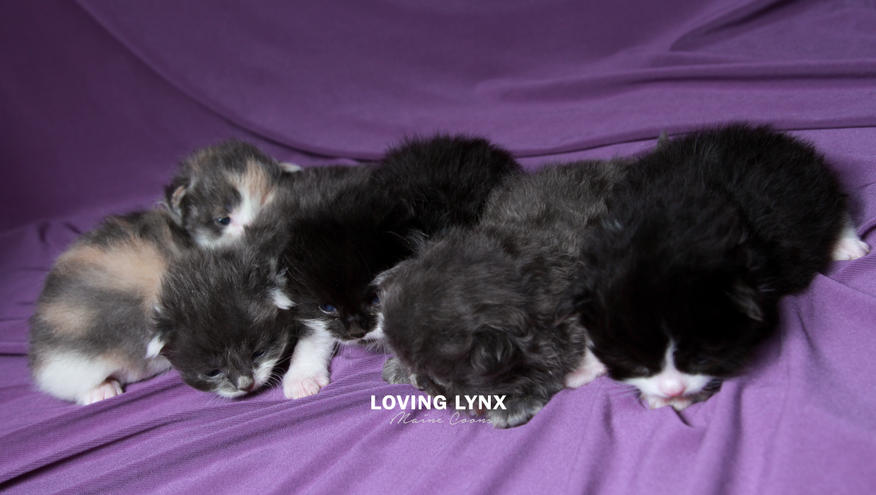 loving.lynx.maine.coon.kittens.2025-31.PNG