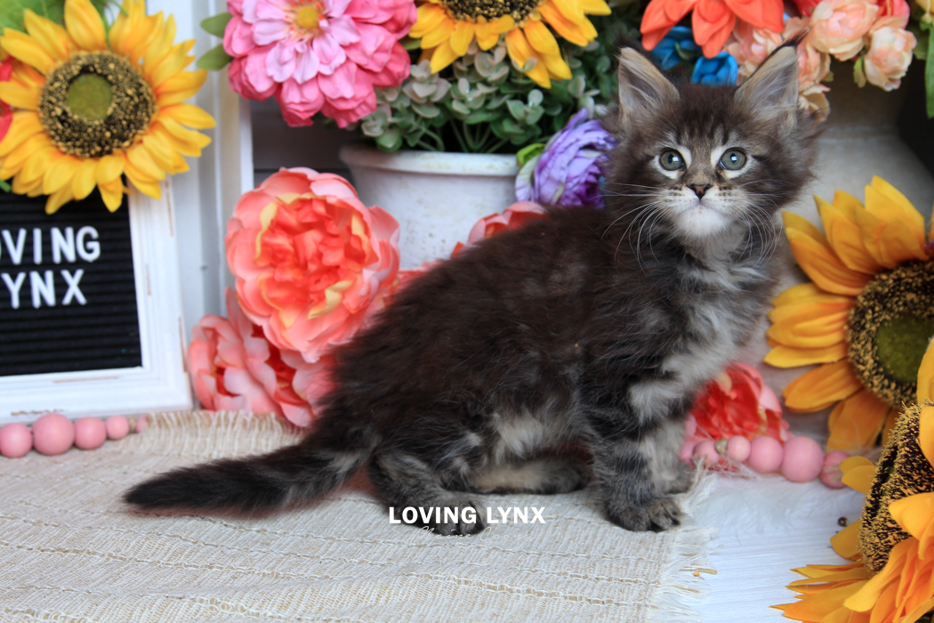 loving.lynx.maine.coon.kittens.2025-49.PNG