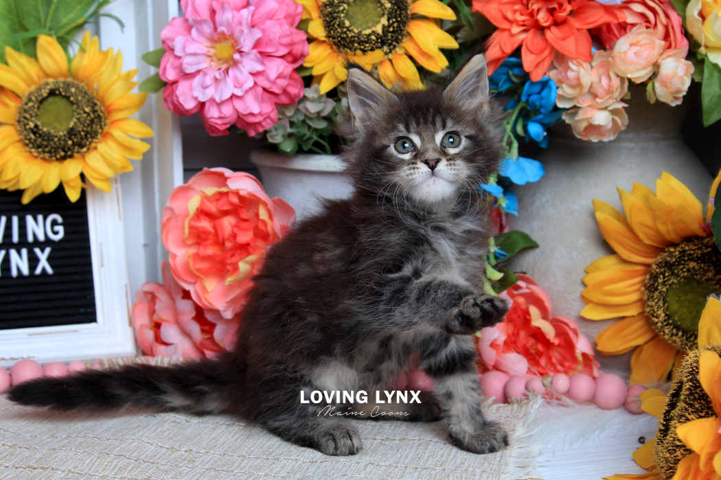 loving.lynx.maine.coon.kittens.2025-50.PNG