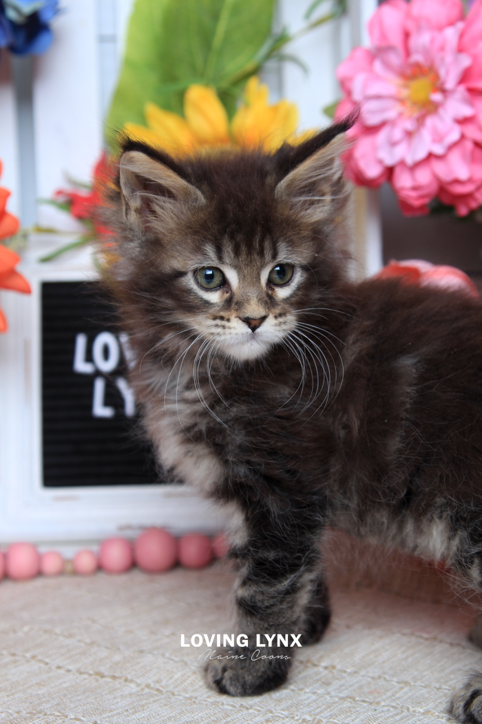 loving.lynx.maine.coon.kittens.2025-51.PNG